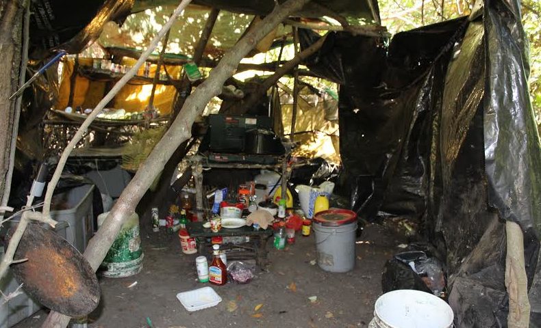 Military units find large marijuana grow