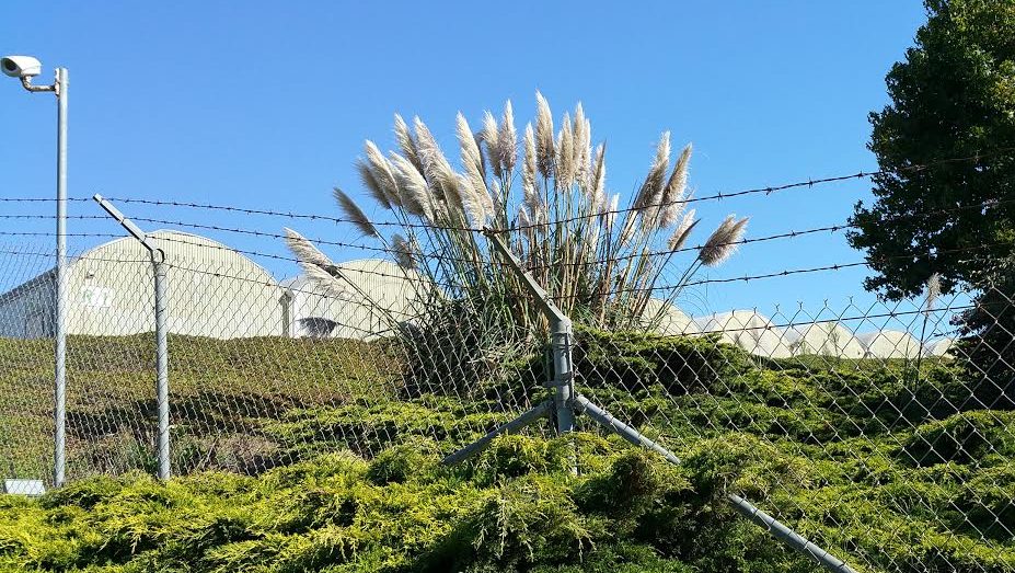 Nipomo nursery growing 52,000 marijuana plants