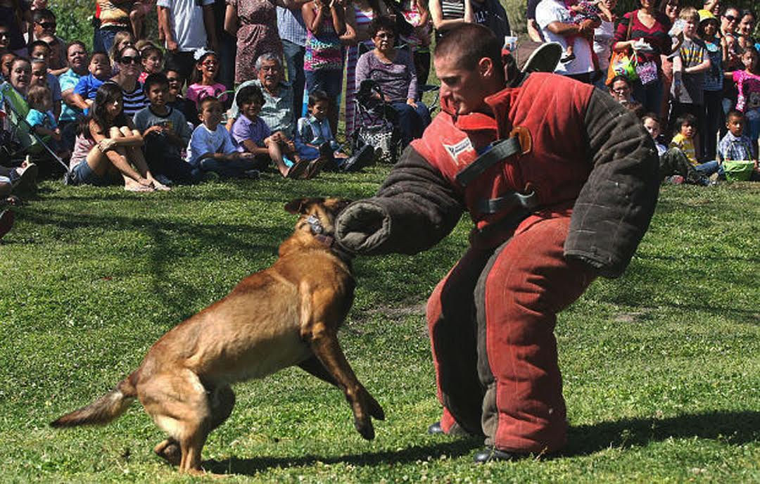 Was the dog that killed a Grover Beach man trained to attack?