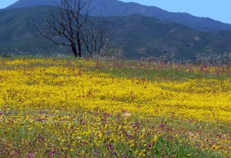 Drought officially over on the Central Coast