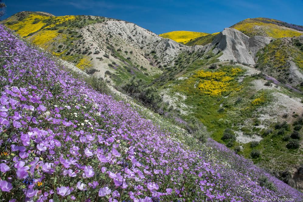 Carrizo on the chopping block, need your help