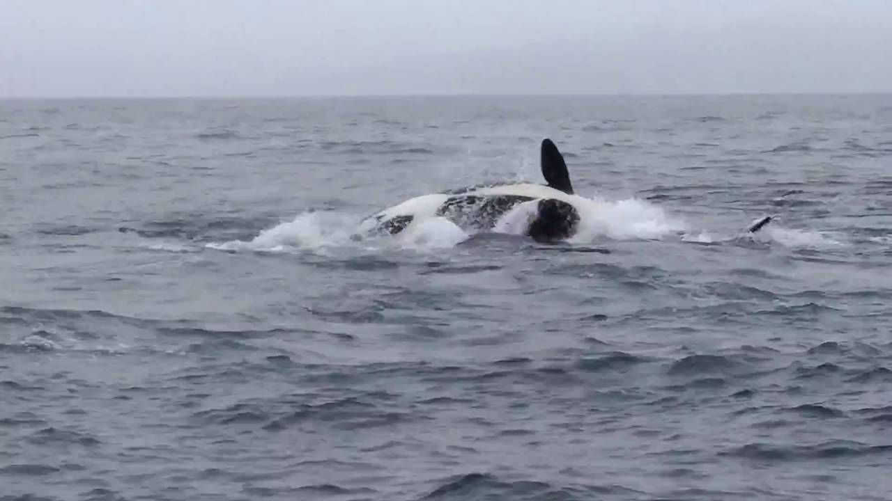 Orcas on killing spree in Monterey Bay, video