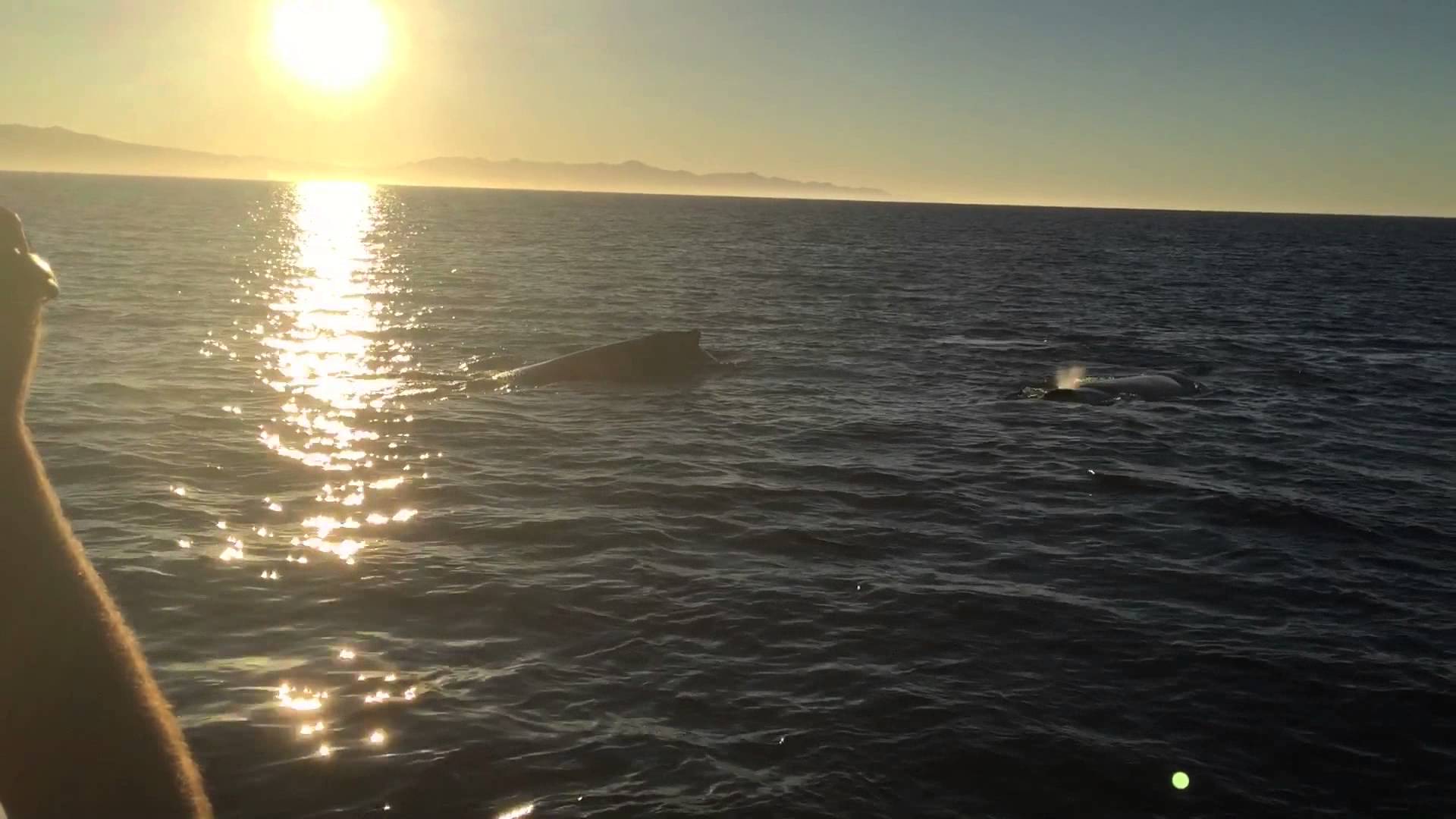 Humpback whale free from Ventura Harbor