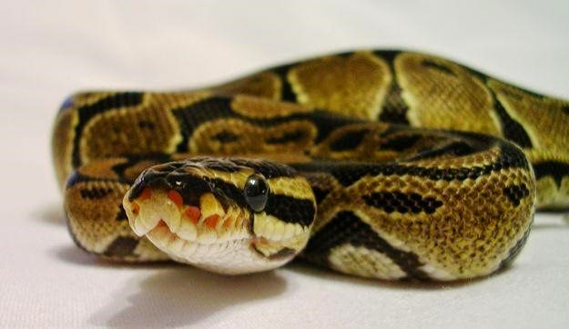 42 snakes seized from Arroyo Grande storage unit