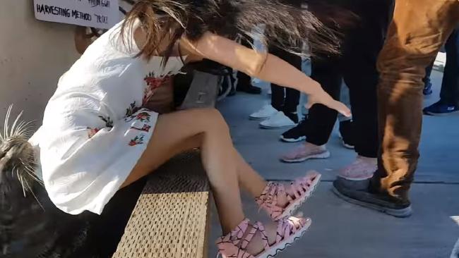 Sea lion grabs young girl off wharf