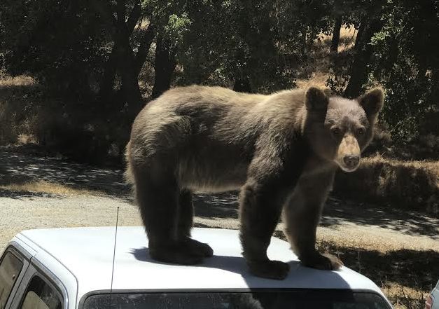 Two black bears spotted in Santa Margarita