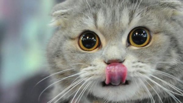 Should North County euthanize cats to save money?