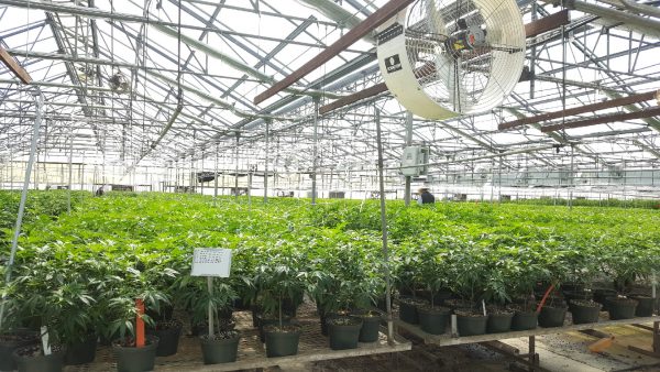 Infighting and allegations of backroom deals mar marijuana referendum