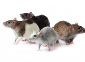 Rodent infestation closes Cayucos Super Market