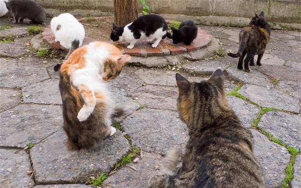 22 clubbed cats found near Santa Margarita