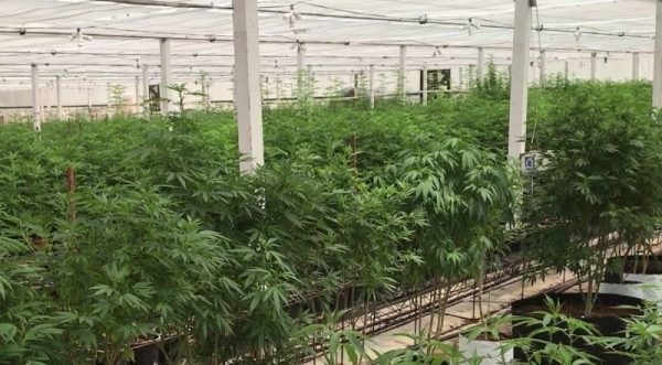 Central Coast community reeks of marijuana