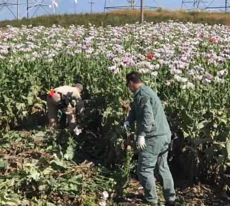 Large Monterey County opium poppy grow busted