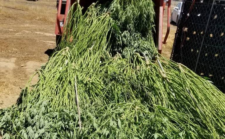 SLO County destroys 2.63 tons of marijuana