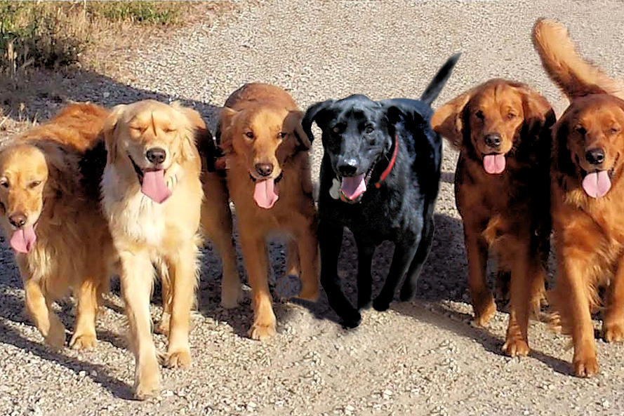Can local dogs break a Guinness World Record?