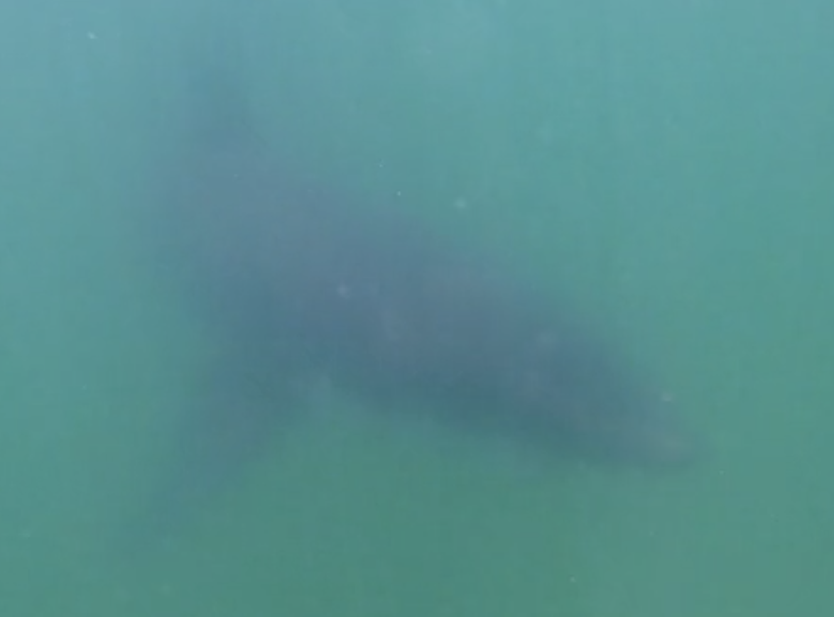 Monterey kayaker enjoys great white shark encounter, video