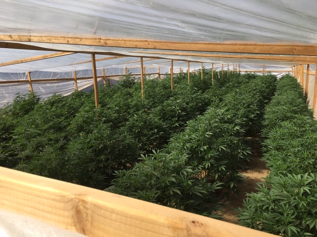 County approves significantly reduced cannabis grow in Templeton