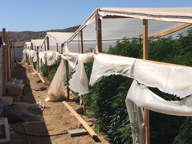 Santa Barbara County eradicates $2.7 million in illegal marijuana