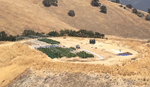 Investigators destroy nearly 1,600 marijuana plants