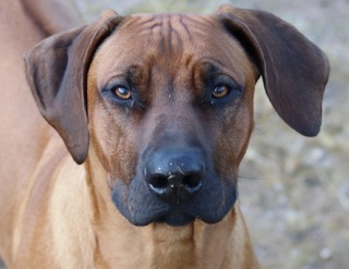 Prized dog gunned down, prosecutor ponders charges