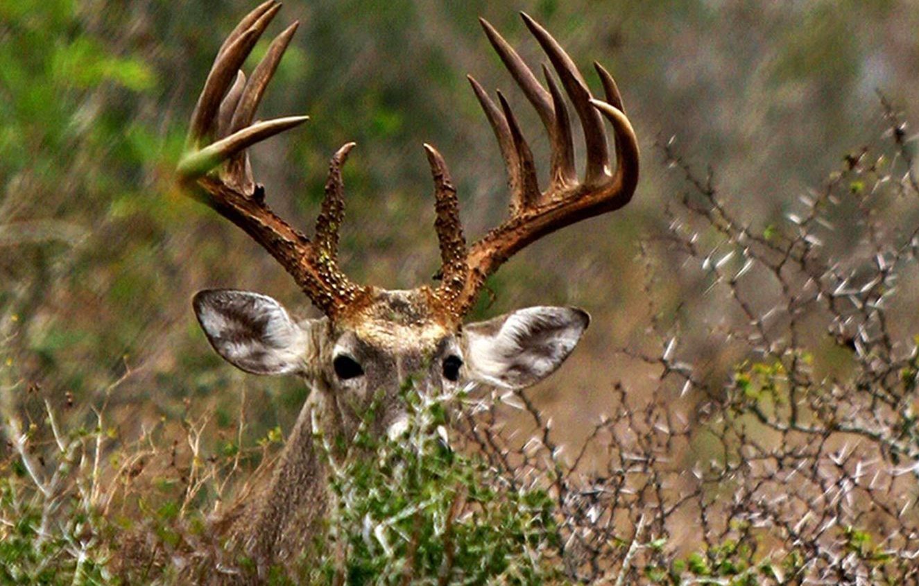 Hunter mistaken for deer, shot