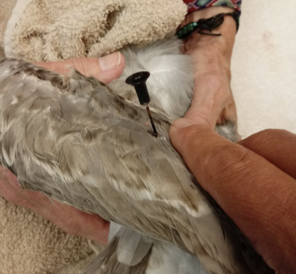 Who is shooting protected birds in Oceano?
