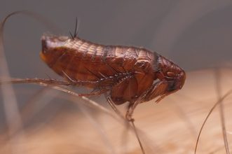typhus outbreak in LA County reaches epidemic levels
