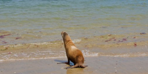 Infectious disease outbreak killing Central Coast sea lions