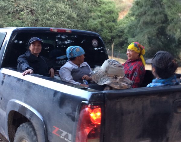 Immigrants find themselves captive to marijuana harvest