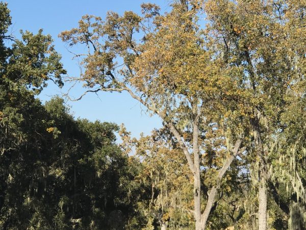 Camp Fire smoke moves into SLO County