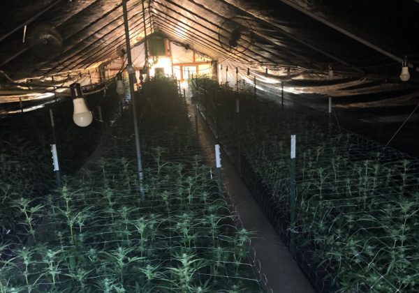 Marijuana grower facing charges of perjury and illegal cultivation