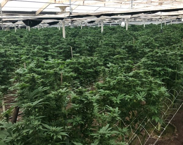 Marijuana grower fibs on application, deputies destroy over 22,000 plants