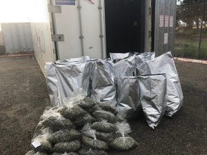 Another Central Coast marijuana grower caught operating illegally