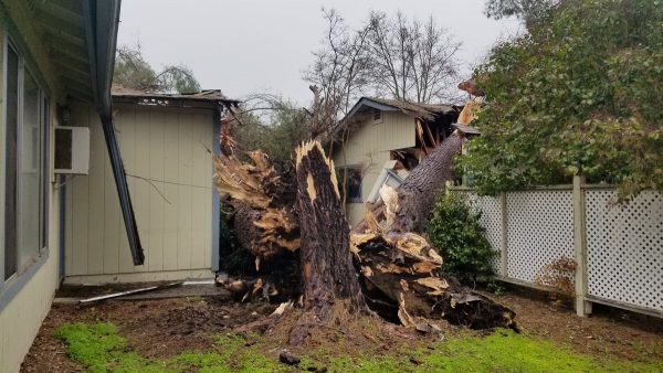 Downed trees, power outages as storm hits the Central Coast