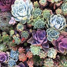 Thieves stealing Central Coast succulents, shipping them overseas