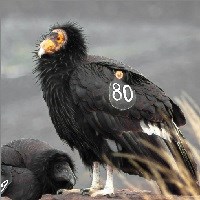 Condor spotted near proposed Templeton cannabis grow