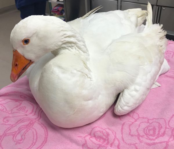 Santa Maria Goose dies ‘tragic’ death after eating trash