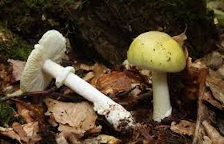 Multiple dogs killed by death cap mushrooms in SLO County