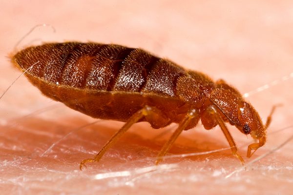 Paso Robles apartment complex allegedly infested with vermin