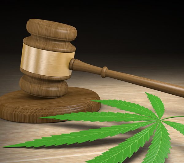 Lawsuit seeks environmental review of York Mountain weed business