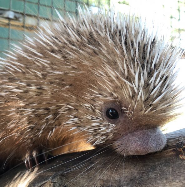 Romance is in the air at the Charles Paddock Zoo