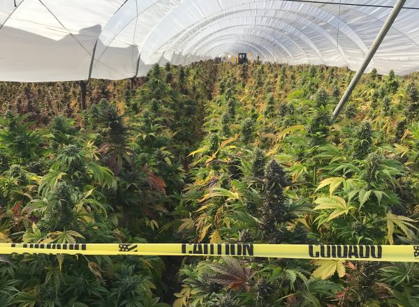Santa Barbara County deputies seize 20 tons of illegal cannabis