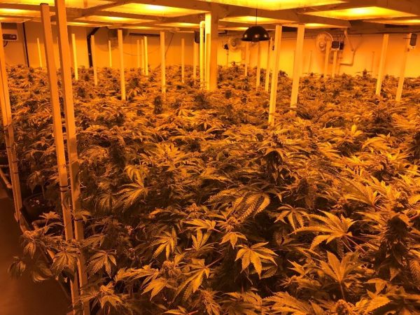 Santa Barbara County raids multiple illegal pot operations
