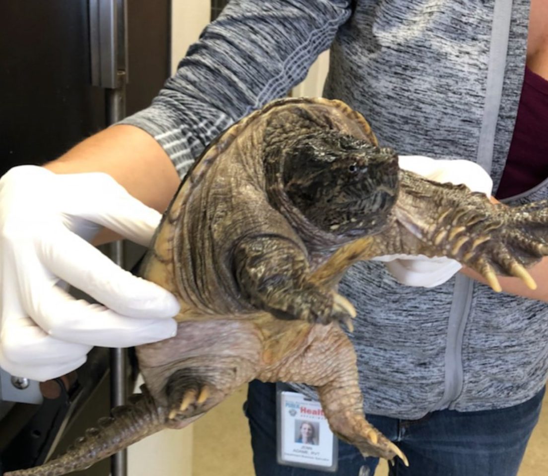 Alligator turtle survives drug lab explosion in Goleta