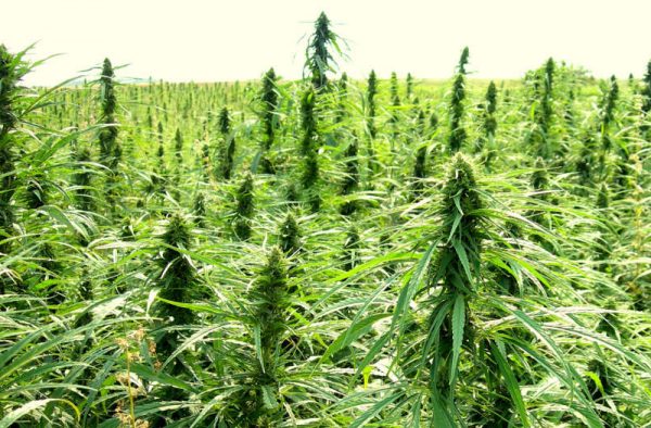 SLO County promoting marijuana over hemp