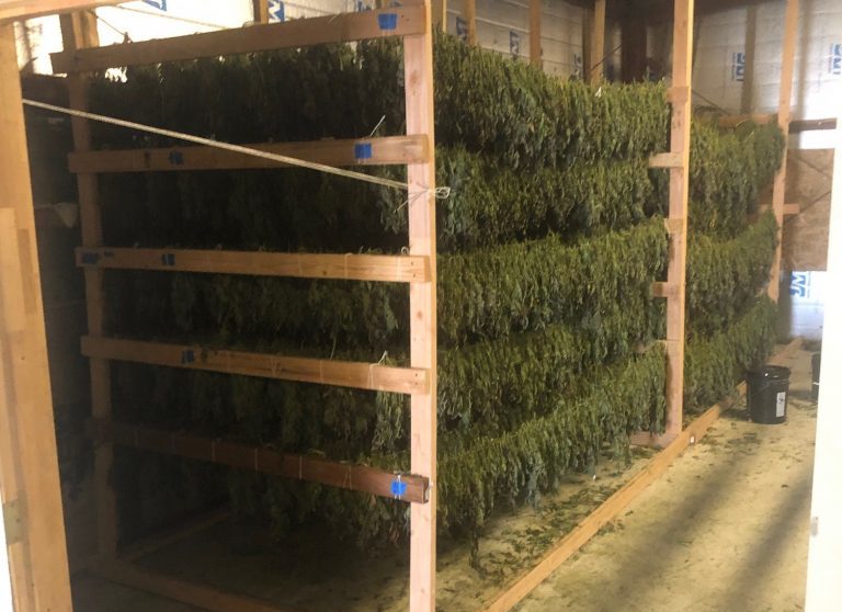 Deputies bust another illegal pot operation in Santa Barbara County