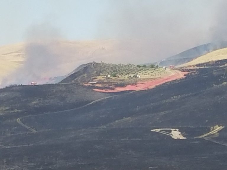 Shandon fire burns 1200 acres