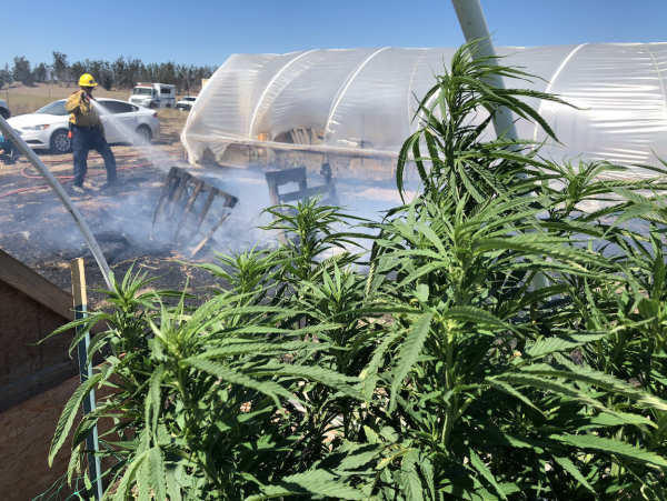 Fire exposes illegal Santa Barbara County pot grow