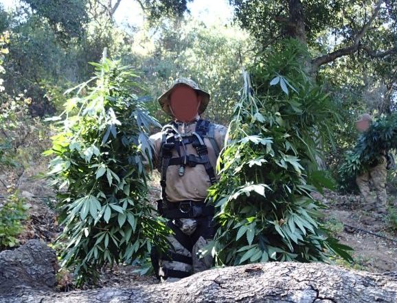 SLO sheriff deputies seize about $20 million of illegal marijuana