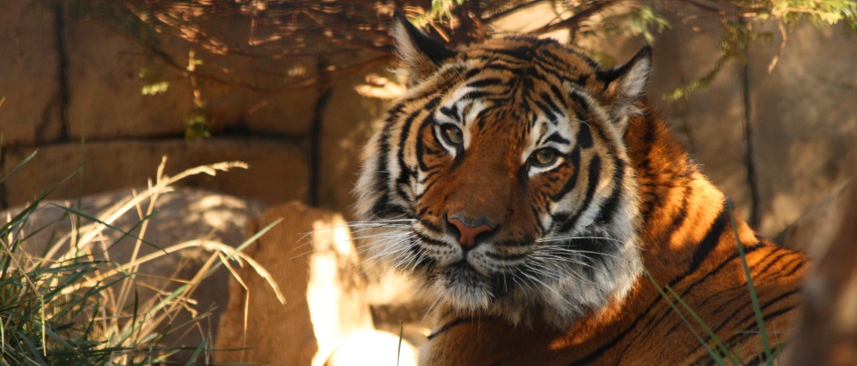 Lion King Day at the Charles Paddock Zoo in Atascadero