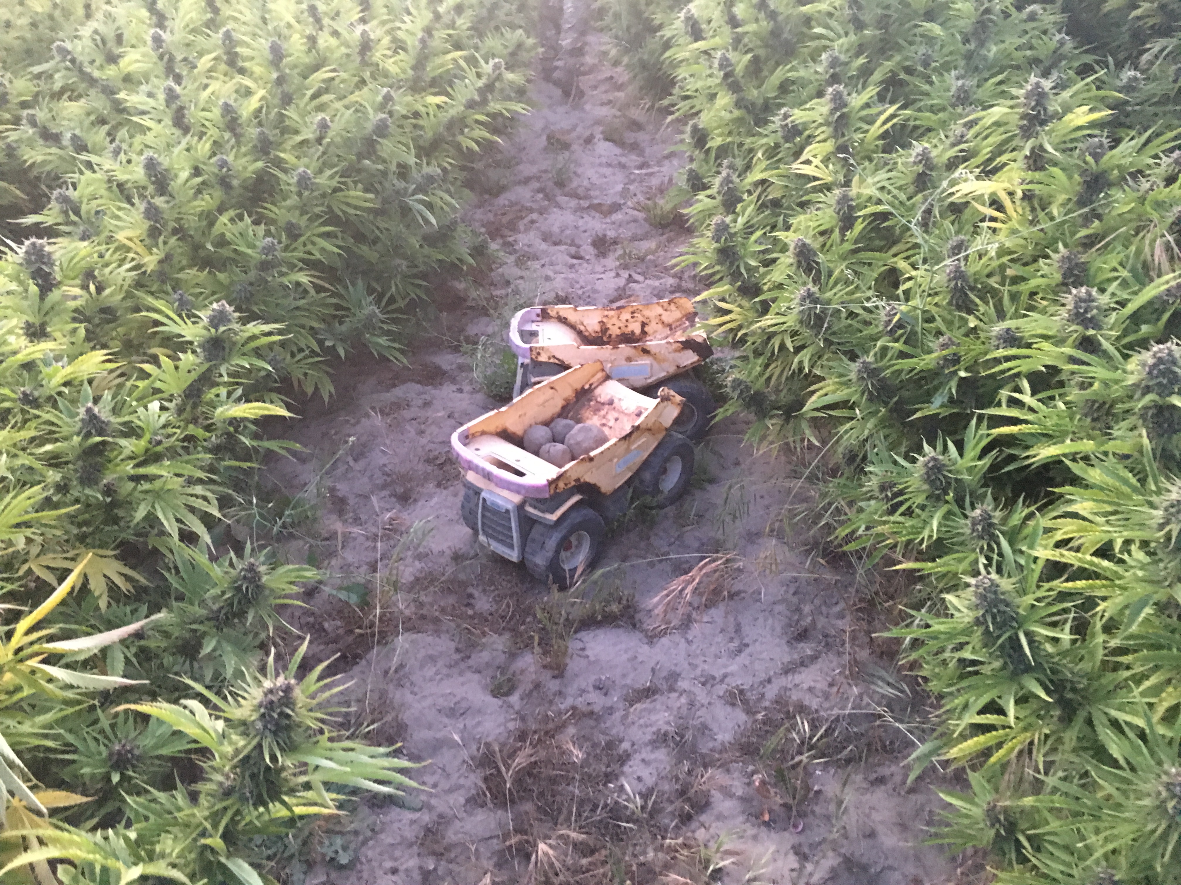 Deputies raid illegal cannabis grows in Santa Barbara County
